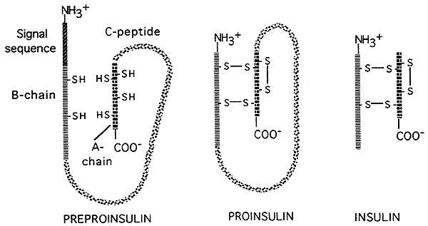Post-translational processing of insulin involves folding, cleavage of the bend, and insertion of disulfide cross-links between the two resulting strands.